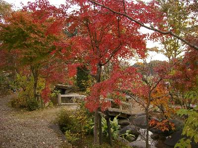 紅葉する日本庭園