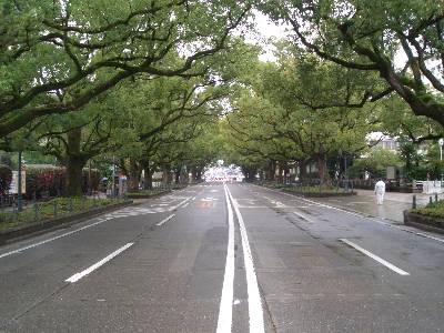 宮崎県庁前の並木道