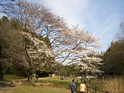 水田脇の桜の古木