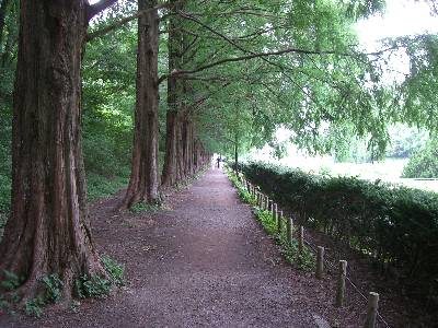 木陰の散歩道