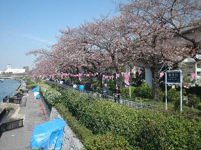 桜は 3 ～ 5 分咲き