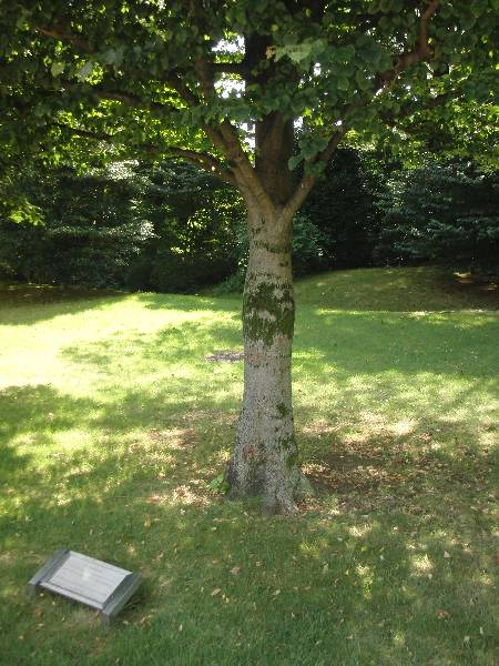 ゴルバチョフ大統領の記念植樹木