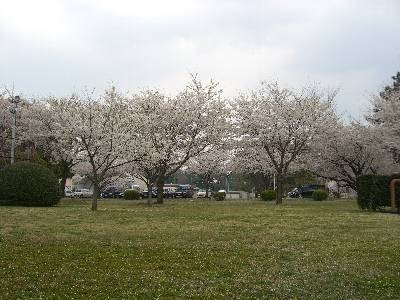 キャンプ座間の桜