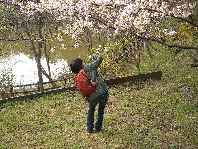 桜を激写する妻
