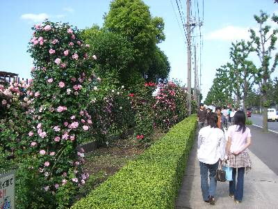 敷地前の道路側フェンス沿いに植えられたバラの数々