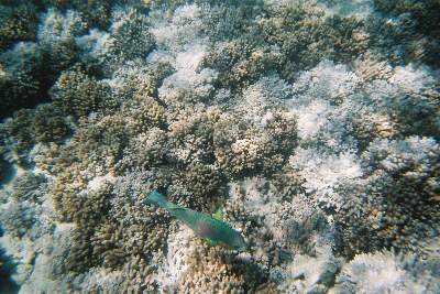 珊瑚礁を泳ぐカラフルな魚